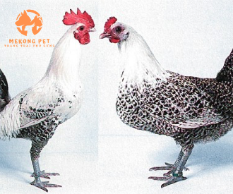 Bán Gà Ai Cập Giống Chuẩn Chất Lượng Cao